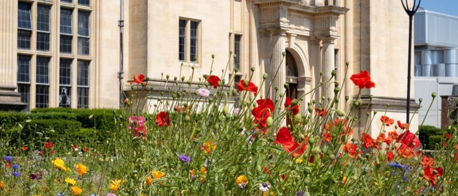 Wildflowers in different colours growing in front of an historic building.